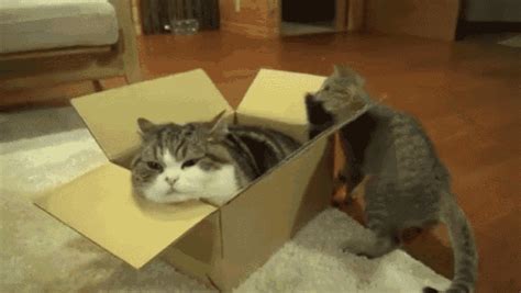 Box Fight GIF - Kitten Cat Box - Discover & Share GIFs