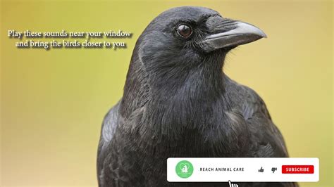 how does American Crow Sounds ? | Voice & Calls | Attract - YouTube