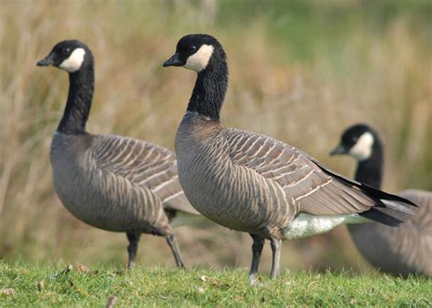 Fungal infection strikes geese in Willamette Valley: Report bird die-offs to ODFW