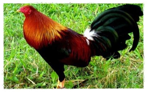 Gambar Ayam Jantan Bertelur | Dunia Binatang