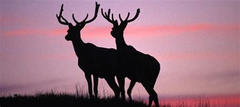 Commission Approves 2019 2020 Kansas Hunting Seasons - The Rogue ...