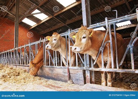 Las Vacas Introducen Adentro Un Establo Foto de archivo - Imagen de carne, leche: 21275418