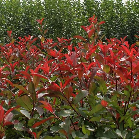 Photinia Little Red Robin Planting Instructions