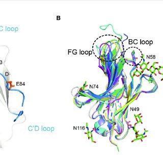 | The binding mechanism of cemiplimab to PD-1. (A) Overall structure of... | Download Scientific ...