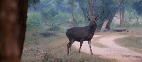 Indian Sambar Deer Information, Facts & History - World Deer