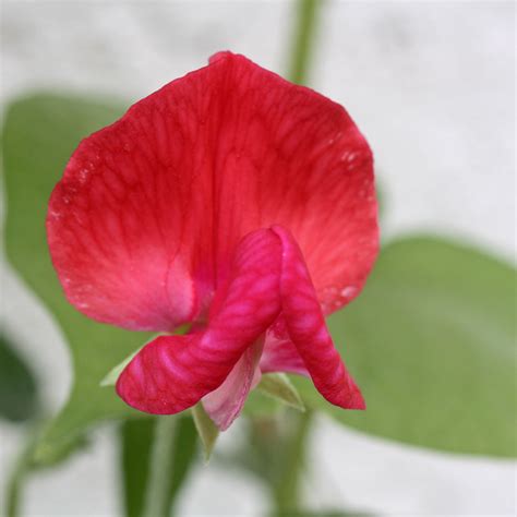 Lathyrus odoratus