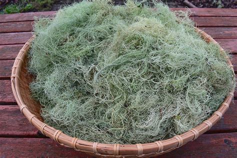 Usnea Lichen: Benefits, Uses and Possible Risks | Best Herbal Health