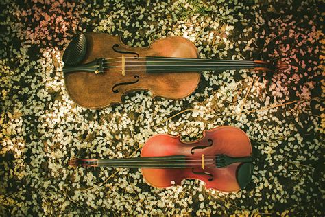 Two Violins Photograph by Danielle Christine White - Pixels