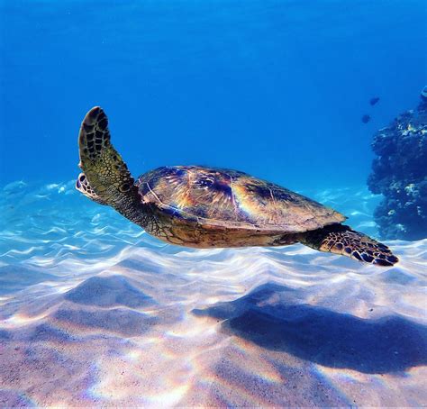 DESTINATION DIVING AND SNORKEL MAUI (Lahaina) - All You Need to Know ...