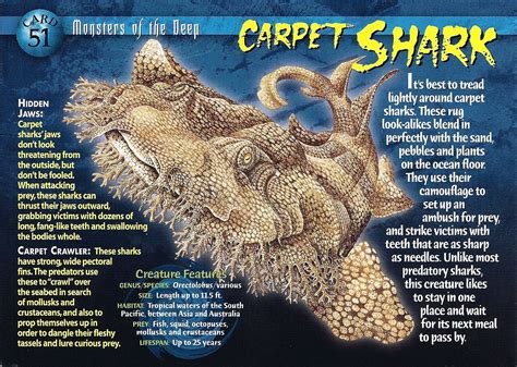 Carpet Sharks | Shark, Shark facts, Wild creatures