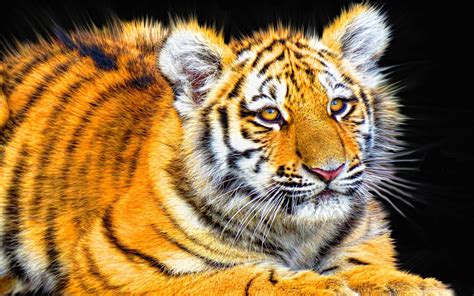 Tiger Cub Wallpaper,HD Animals Wallpapers,4k Wallpapers,Images,Backgrounds,Photos and Pictures