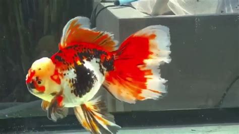 Best quality Oranda goldfish - YouTube