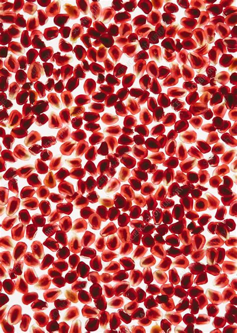 Organic pomegranate seeds - Stock Image - F009/2441 - Science Photo Library