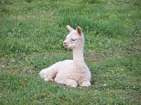 Baby alpaca stock photo. Image of wildlife, baby, farm - 3158092