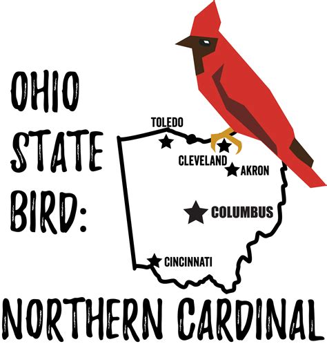 Ohio State Bird - Bird Watching Academy