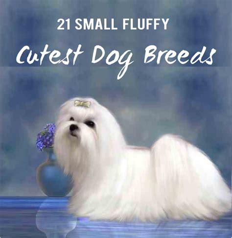 21 Cutest Small and Fluffy Dogs - PetHelpful