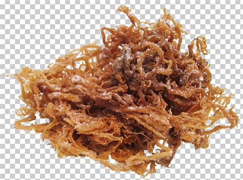 Brown Algae Clipart