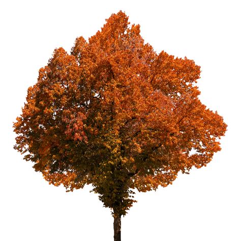 Autumn Tree transparent PNG - StickPNG