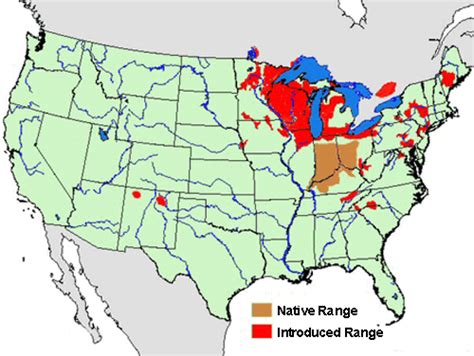 Mid Atlantic Nature: Invasive Species - Rusty Crayfish (Orconectes ...