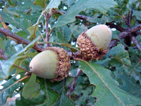 G Bur Oak | Acorns on a Mossycup (white) oak or Bur/Burr oak… | Flickr