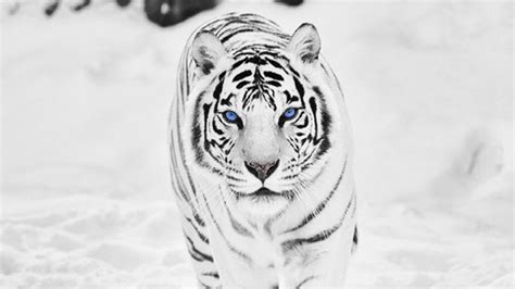 White Tiger HD Wallpapers | PixelsTalk.Net