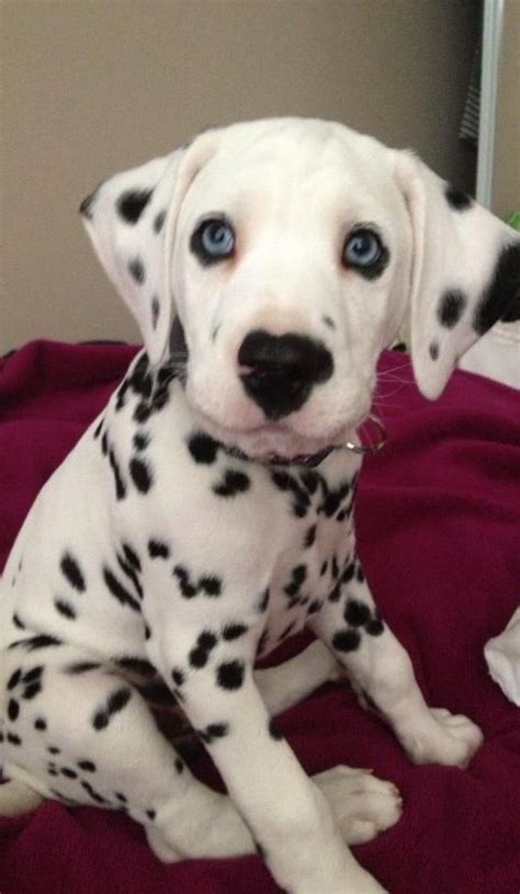 Blue Eyed Dalmatian Do Blue Eyes Cause Dalmatian Deafness