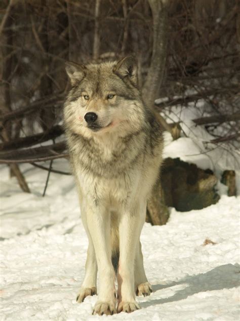 Wolves in Canada | The Canadian Encyclopedia