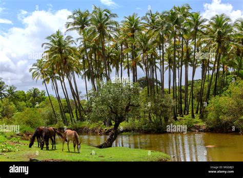 A view of the famous beach of Agonda beach in India Stock Photo - Alamy