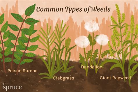 Common Garden Weeds Identification