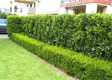 Viburnum odoratissimumhedge behind, buxus in front | Garden hedges, Garden design, Outdoor ...