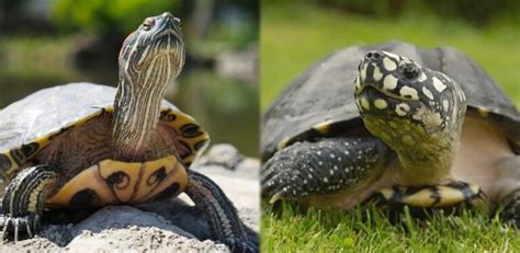 Terrapin vs Turtle - Main Differences Explained