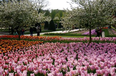 Seeing the Tulips in Amsterdam at Keukenhof | Indiana Jo