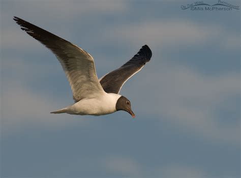 Flying adult Laughing Gull in breeding plumage – Mia McPherson's On The ...