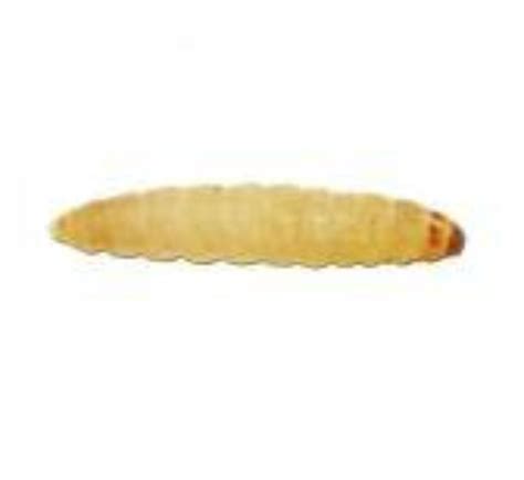 Waxworms (50 count)