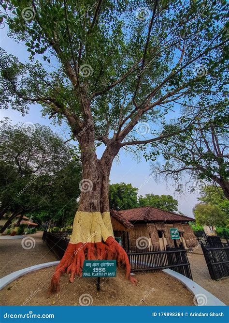 2nd October 2019, Sevagram, India-The Sacred Fig Tree Planted By ...