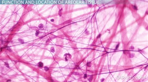 Function of Areolar Connective Tissue - Video & Lesson Transcript ...