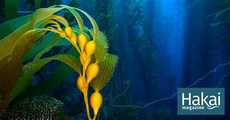 Kelp Gets on the Carbon-Credit Bandwagon | Hakai Magazine