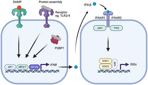 Frontiers | Type-I Interferons in Alzheimer's Disease and Other Tauopathies