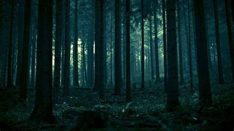 Dark Forest HD Wallpapers - Top Free Dark Forest HD Backgrounds - WallpaperAccess