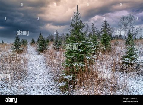 Snow falling on a Christmas tree farm Stock Photo - Alamy