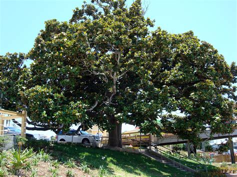 Magnolia Tree- Destin Harbor, Destin, Florida | Magnolia trees, Destin ...