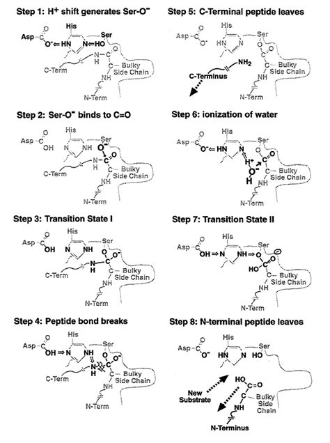 Enzyme Mechanisms: Serine Proteases