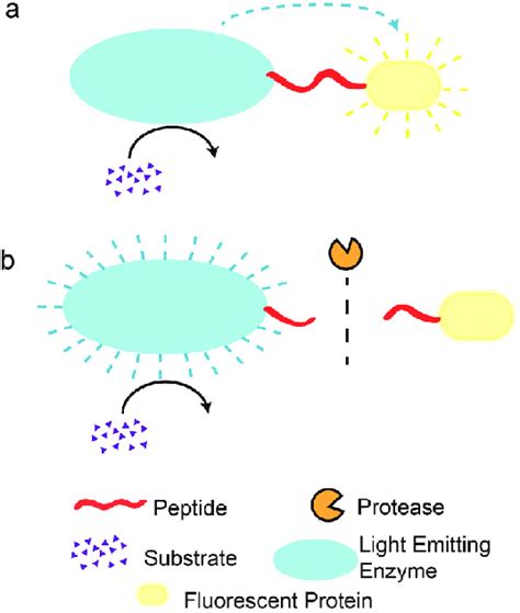 Which Substrate Is Digested by the Enzyme Protease