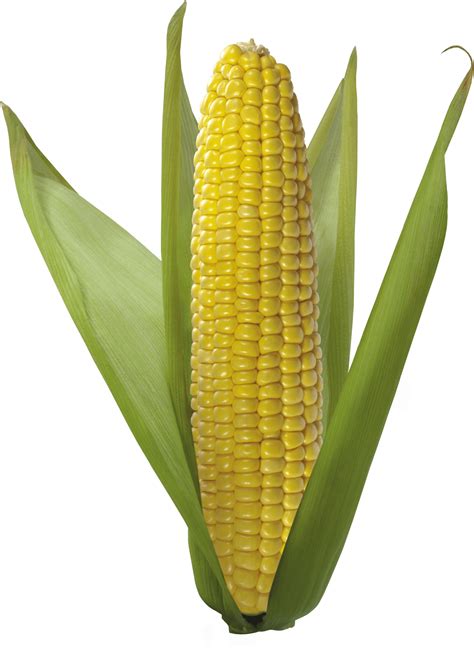 Corn Png Image Transparent HQ PNG Download | FreePNGImg