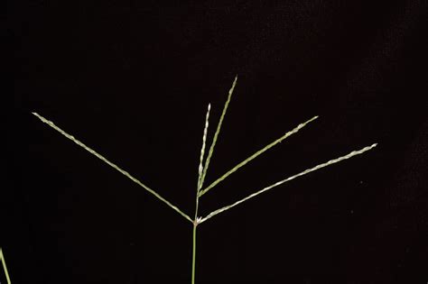 Digitaria sanguinalis (Poaceae) image 100639 at PhytoImages.siu.edu