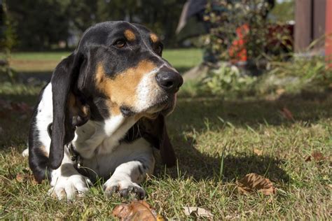 About The Breed: Basset Hound | Highland Canine Training