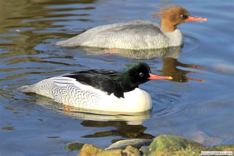 Identify types of Sea Ducks - Photos of Sea Ducks - Wildfowl Photography.