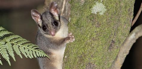 We modelled the future of Leadbeater's possum habitat and found ...