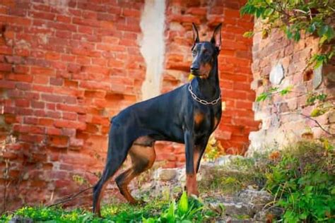 The Doberman Temperament – Intelligent, Energetic and Loyal