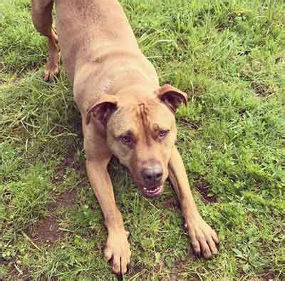 Introducing The Catahoula Bulldog - Pride Of The Southern Ranch